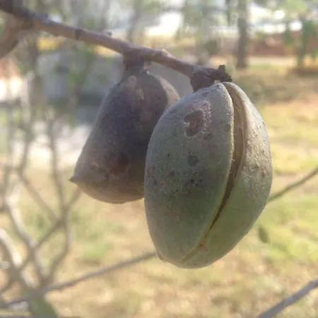 Sibiraea Croatica * Kruševo