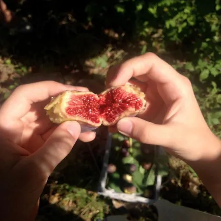 Privat bolig Sibiraea Croatica